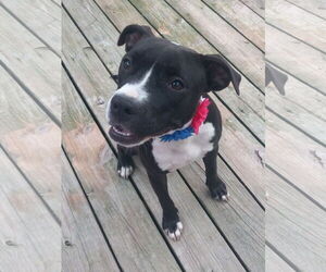 American Pit Bull Terrier Dogs for adoption in Murfreesboro, NC, USA