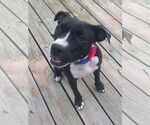 Small American Pit Bull Terrier