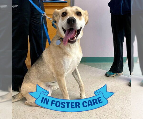 Medium Photo #1 German Shepherd Dog-Greyhound Mix Puppy For Sale in Tallahassee, FL, USA