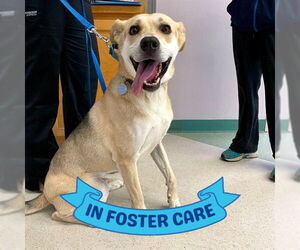 German Shepherd Dog-Greyhound Mix Dogs for adoption in Tallahassee, FL, USA