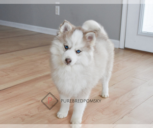 Pomsky Puppy for sale in KANSAS CITY, MO, USA