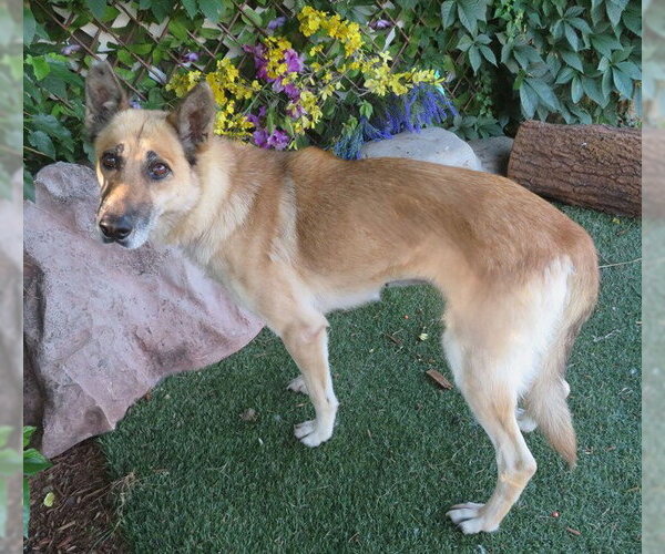 Medium Photo #2 German Shepherd Dog Puppy For Sale in Oklahoma City, OK, USA