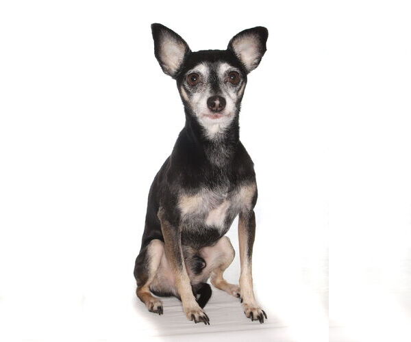 Medium Photo #2 Chipin Puppy For Sale in Oakland Park, FL, USA