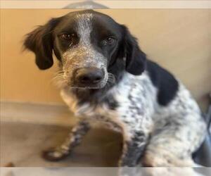Pointer-Unknown Mix Dogs for adoption in Texas City, TX, USA