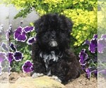 Small Havanese-Shih-Poo Mix