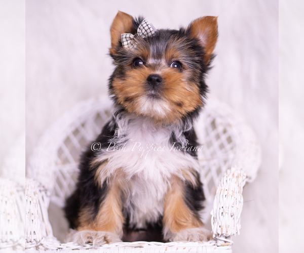 Medium Photo #47 Yorkshire Terrier Puppy For Sale in WARSAW, IN, USA