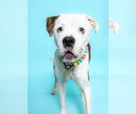 Small American Bulldog