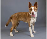 Small #10 American Pit Bull Terrier-Border Collie Mix
