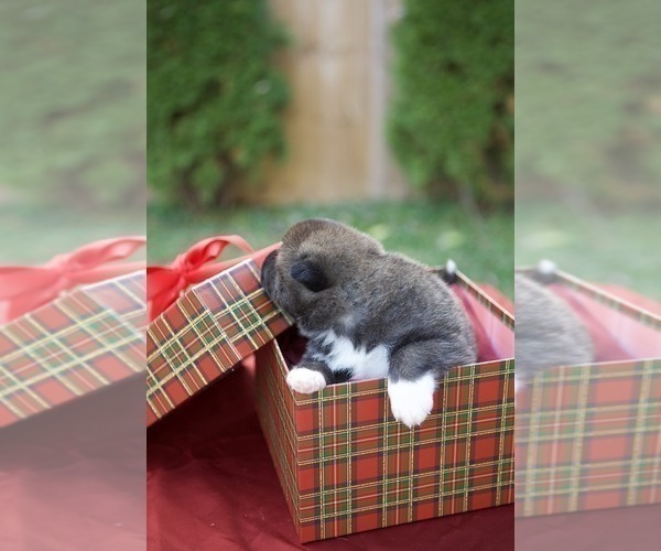 Medium Photo #9 Akita Puppy For Sale in LOUISVILLE, KY, USA