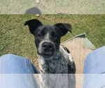 Small #1 Mutt