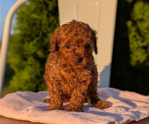 Medium Photo #25 Poodle (Miniature) Puppy For Sale in GOSHEN, IN, USA