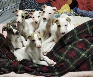 Whippet Puppy for sale in STANWOOD, WA, USA
