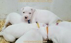 Small Photo #88 Dogo Argentino Puppy For Sale in JANE, MO, USA