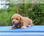 Small #8 Poodle (Toy)