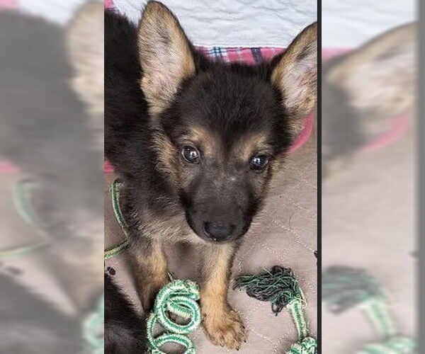 Medium Photo #1 German Shepherd Dog Puppy For Sale in Kansas City, MO, USA