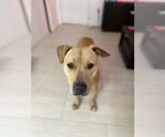 Small American Staffordshire Terrier Mix