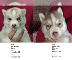 Siberian Husky Puppy for sale in HEPPNER, OR, USA