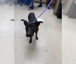 GIZMO - Male German Shepherd Dog Dog for Adoption - Small photo