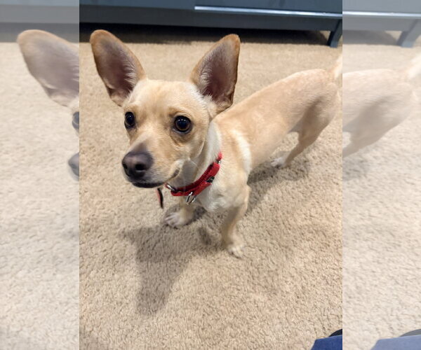 Medium Photo #4 Chihuahua-Unknown Mix Puppy For Sale in New London, WI, USA