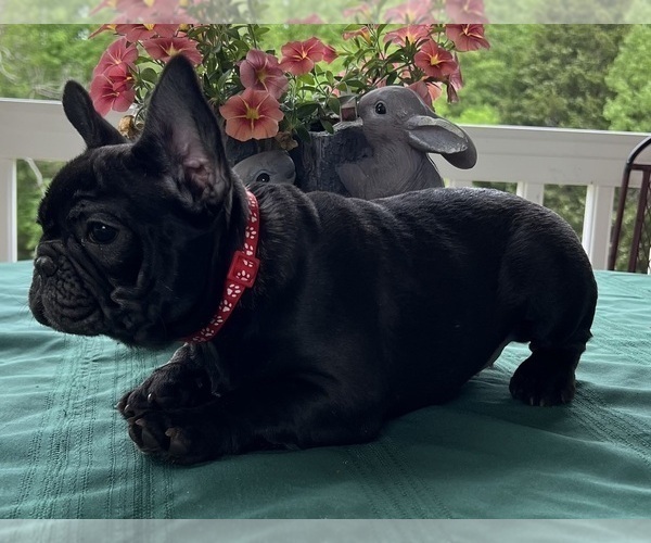 Medium Photo #15 French Bulldog Puppy For Sale in BOLIVAR, MO, USA