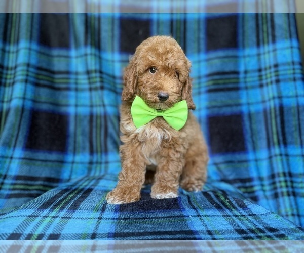 Medium Photo #7 Poodle (Miniature) Puppy For Sale in LAKELAND, FL, USA
