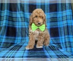 Small #6 Poodle (Miniature)