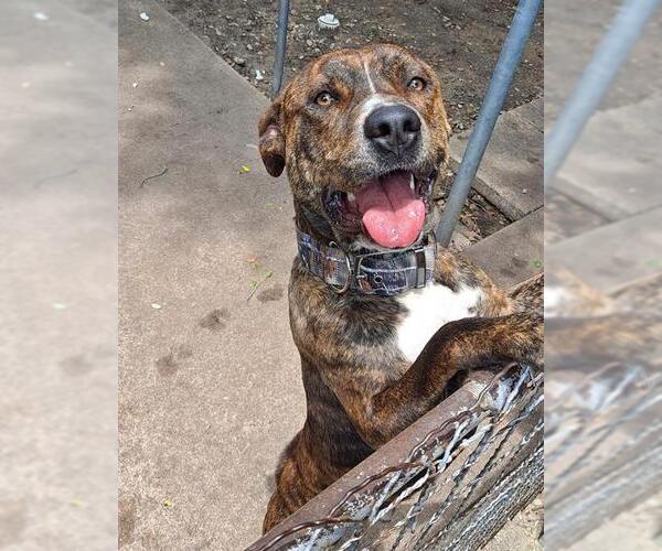 Medium Photo #2 American Staffordshire Terrier-Unknown Mix Puppy For Sale in San Antonio, TX, USA