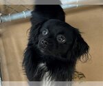 Small Photo #1 Chihuahua Puppy For Sale in Chula Vista, CA, USA