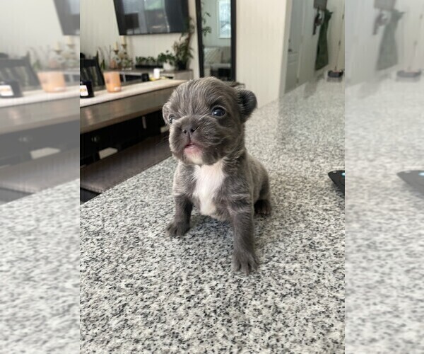 Medium Photo #21 French Bulldog Puppy For Sale in FOLSOM, CA, USA