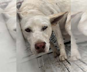 Labsky Dogs for adoption in Cedar Crest, NM, USA