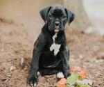 Image preview for Ad Listing. Nickname: Coco