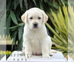 Small Labrador Retriever
