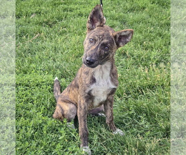 Medium Photo #3 German Shepherd Dog-Red Heeler Mix Puppy For Sale in Huntley, IL, USA