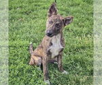 Small #2 German Shepherd Dog-Red Heeler Mix