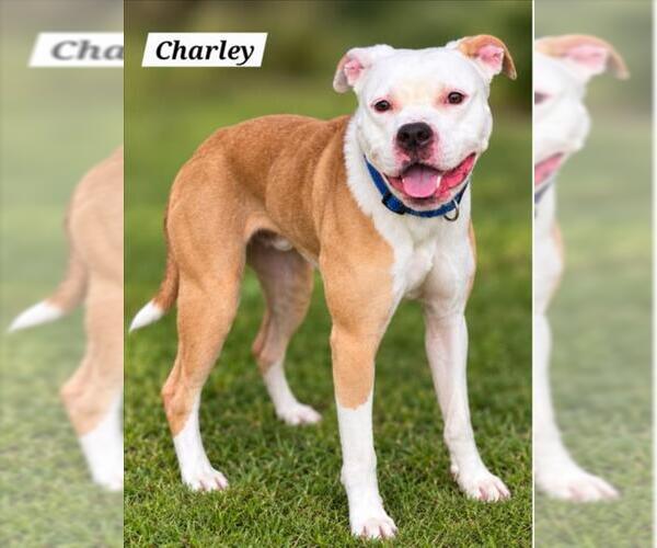 Medium Photo #1 American Pit Bull Terrier Puppy For Sale in Derwood, MD, USA