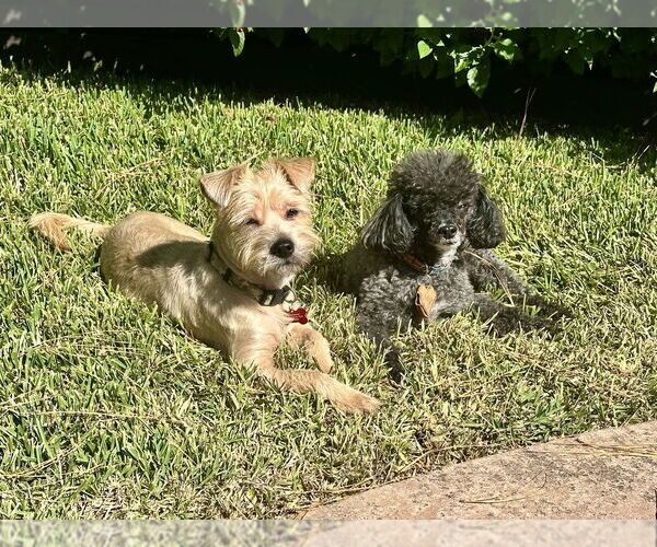 Medium Photo #2 Cairn Terrier-Unknown Mix Puppy For Sale in Lakewood, CO, USA