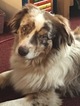 Small Photo #1 Miniature Australian Shepherd Puppy For Sale in SIDNEY CENTER, NY, USA