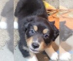 Small #2 Australian Shepherd