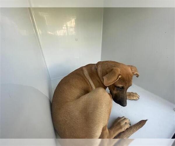 Medium Photo #1 Labrador Retriever-Unknown Mix Puppy For Sale in Houston, TX, USA