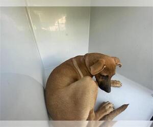 Labrador Retriever-Unknown Mix Dogs for adoption in Houston, TX, USA