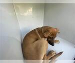 A662360 - Male Labrador Retriever-Unknown Mix Dog for Adoption - Small photo