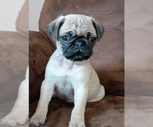 Medium Pug
