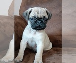 Puppy Clark Pug