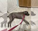 Small #3 American Pit Bull Terrier Mix