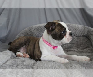 Boston Terrier Puppy for sale in BROOKSVILLE, FL, USA