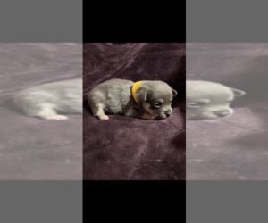 Pembroke Welsh Corgi Puppy for sale in SHERMAN, TX, USA