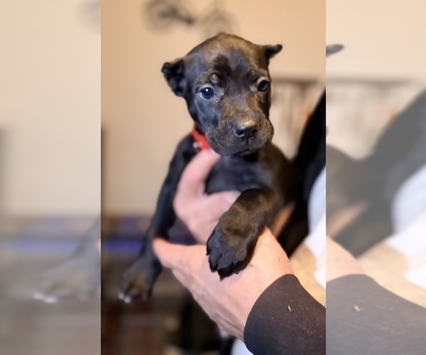Medium Photo #27 Cane Corso Puppy For Sale in ANDERSON, IN, USA