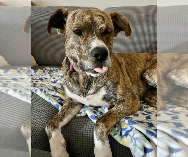 Medium Photo #12 American Pit Bull Terrier-Unknown Mix Puppy For Sale in OKLAHOMA CITY, OK, USA
