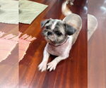 Small #1 Shih Tzu