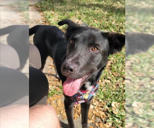 Medium Photo #2 Dutch Shepherd -Unknown Mix Puppy For Sale in Texas City, TX, USA